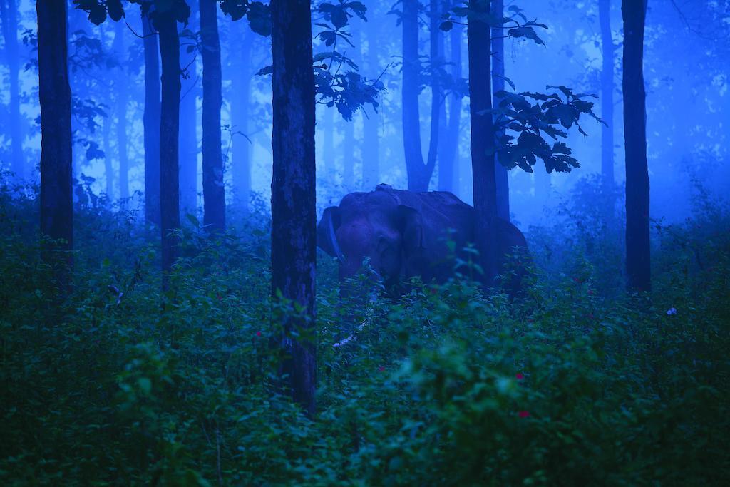 The Woods Resorts Wayanad Sultan Bathery Ngoại thất bức ảnh