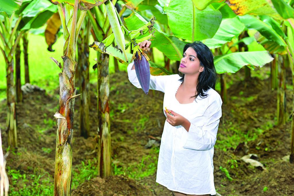 The Woods Resorts Wayanad Sultan Bathery Ngoại thất bức ảnh